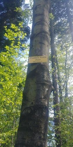 Przełęcz Kozia