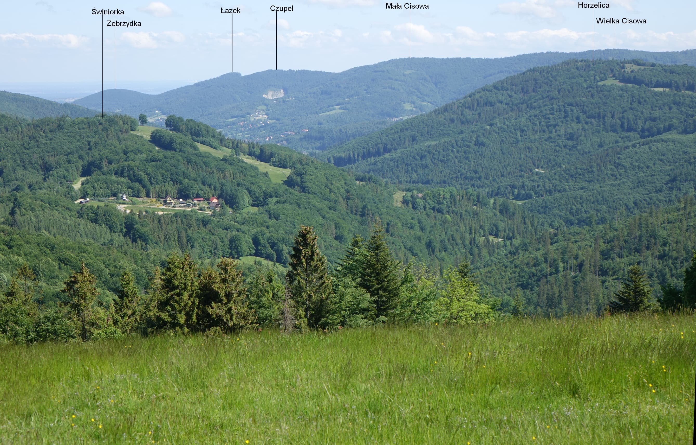 Świniorka