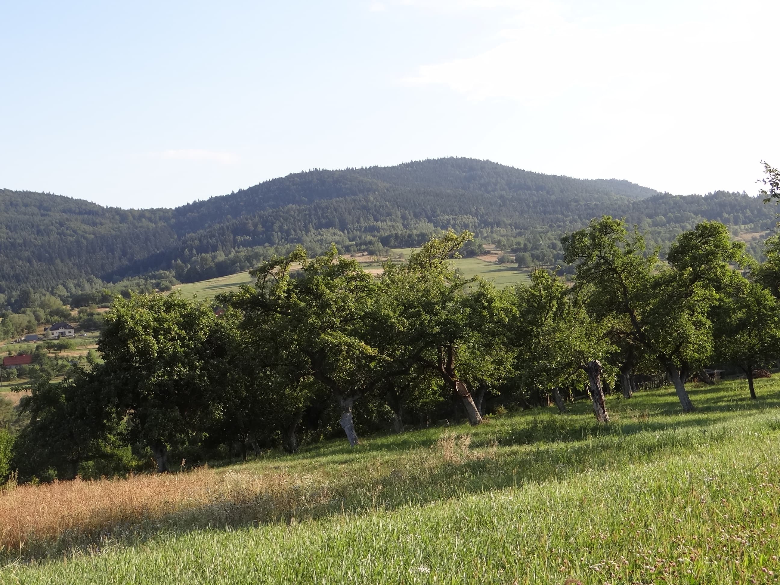 Żurawnica