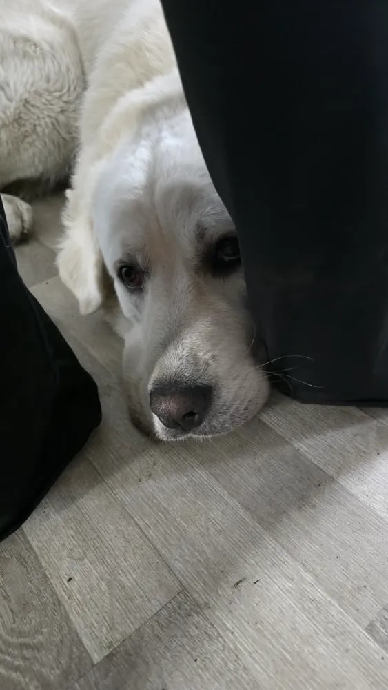 🐾 Spacer z psiakami nad Sołą