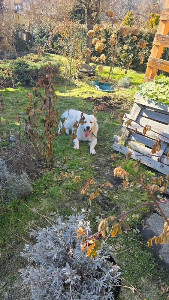 🐾 Spacer z psiakami nad Sołą