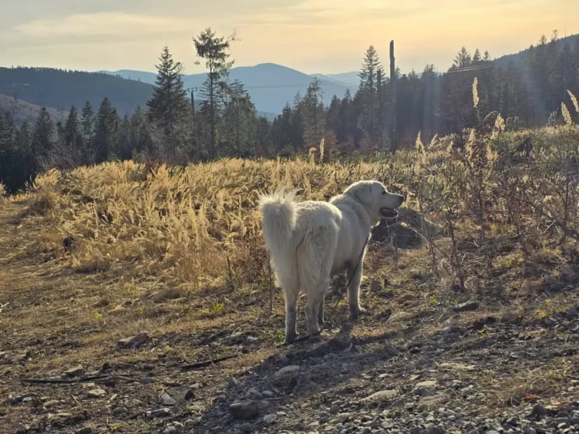 🐾 Spacer z psiakami nad Sołą