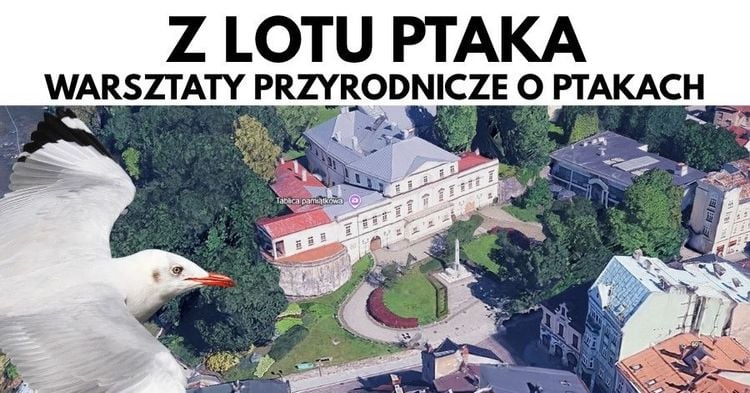 Warsztaty przyrodnicze dla dzieci „Z lotu ptaka” w Puńcowie