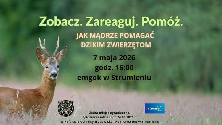 Zobacz. Zareaguj. Pomóż. - jak mądrze pomagać dzikim zwierzętom? / emgok Strumień