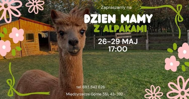 Relaks z alpakami na Dzień Mamy w Międzyrzeczu Górnym