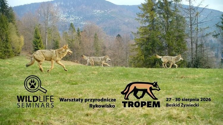 Czterodniowe warsztaty przyrodnicze „Tropem rykowiska” w Żabnicy