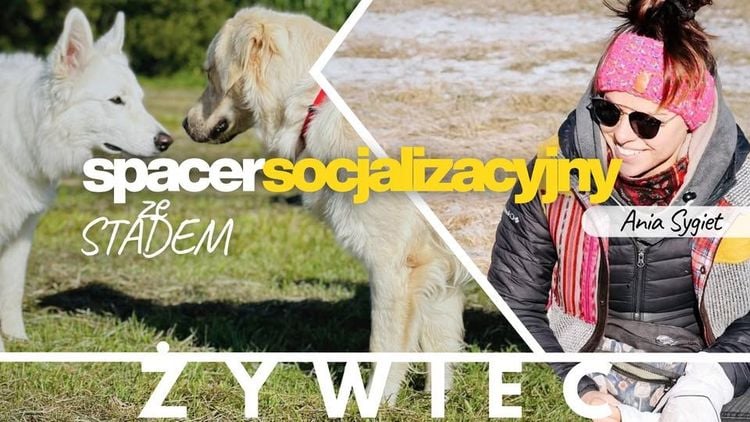 Socjalizacyjny spacer z psami w Żywcu