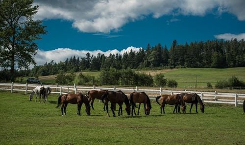 Majówka 2026 z końmi i naturą w Folwarku Toporzysko