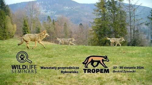 Czterodniowe warsztaty przyrodnicze „Tropem rykowiska” w Żabnicy
