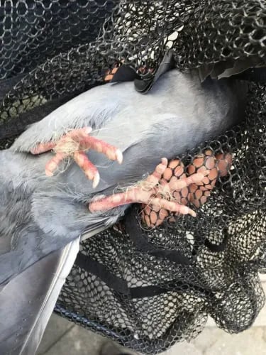 Gołębi Patrol w Bielsku-Białej – pomoc miejskim ptakom