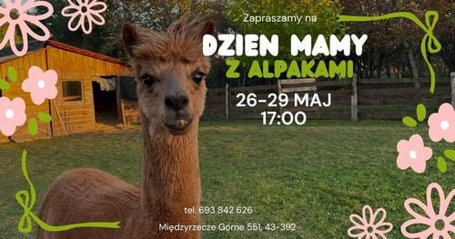 Relaks z alpakami na Dzień Mamy w Międzyrzeczu Górnym