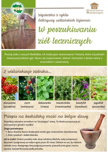 Ziołowy spacer po Beskidach z przewodnikiem w Wiśle
